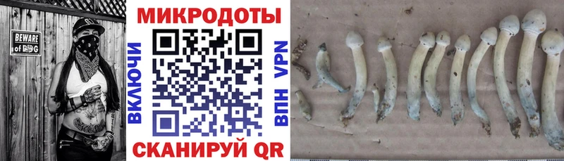 Купить закладки Томск Галлюциногенные грибы Psilocybine cubensis